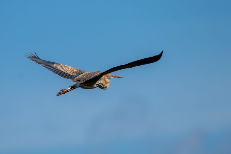 Héron pourpré en Grande Brière